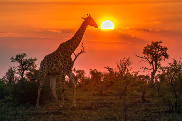 istockphoto 888976822 612x612 1