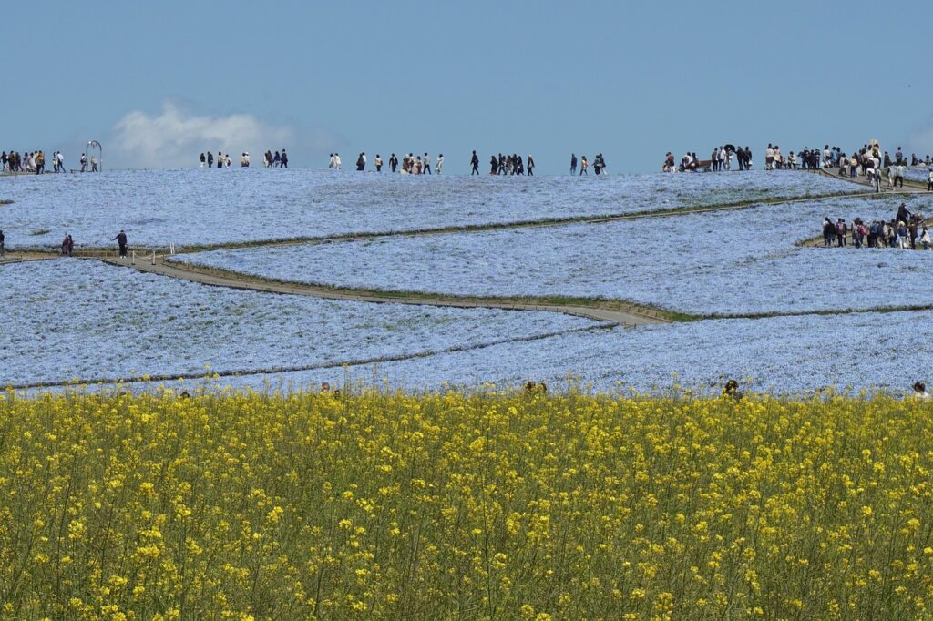 hitachi seaside park 6216694 1280
