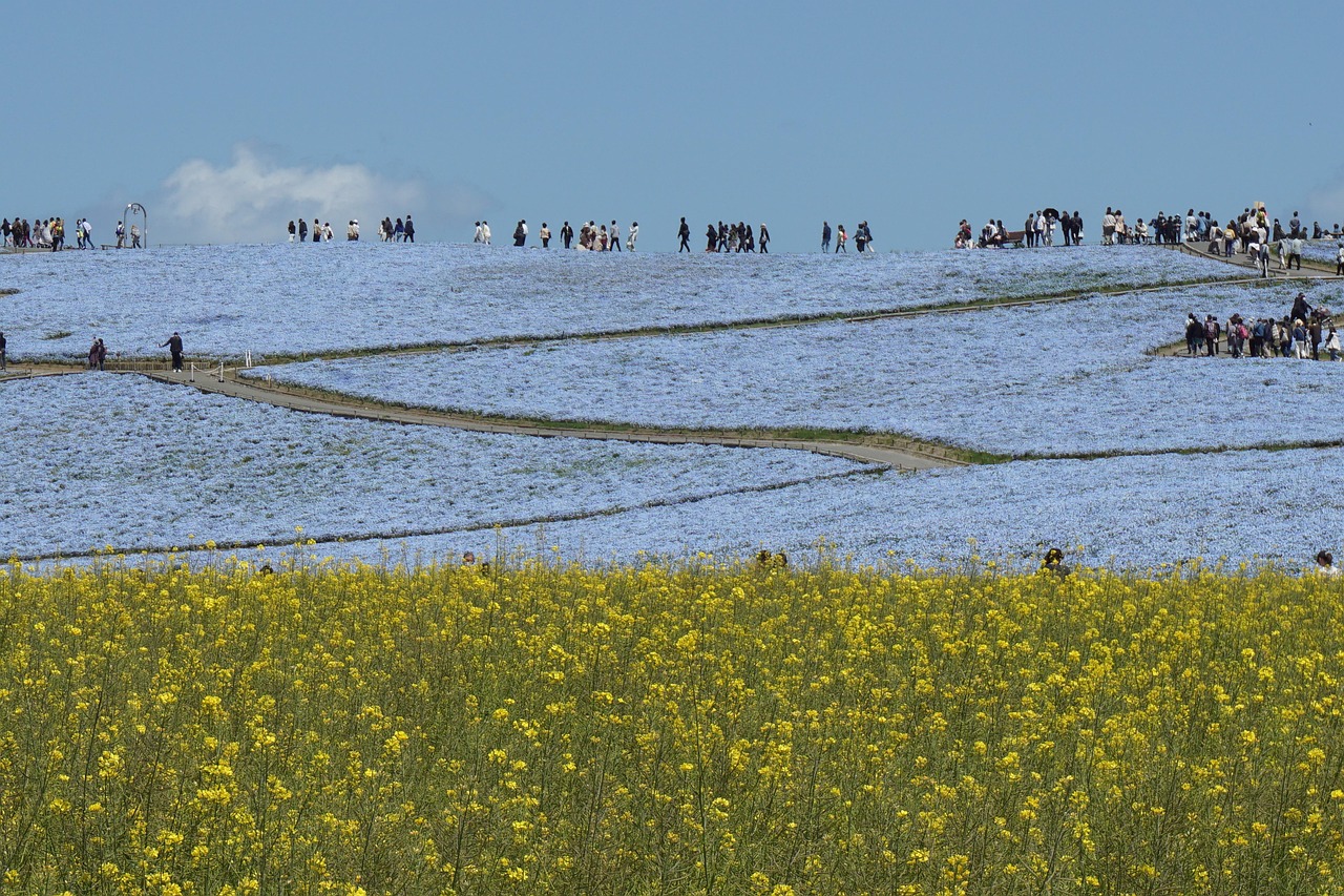 hitachi seaside park 6216694 1280